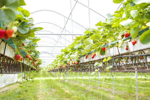 Strawberry plantation at field in springtime - FLMF00986