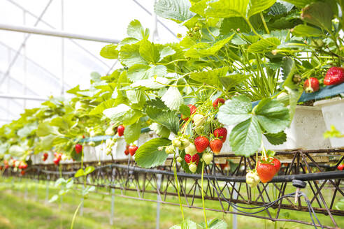 Frische Erdbeeren, die im Frühling an den Pflanzen hängen - FLMF00987