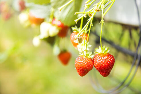 Red strawberries hanging from plant in springtime - FLMF00988