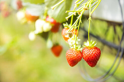 Rote Erdbeeren hängen im Frühling an der Pflanze - FLMF00988