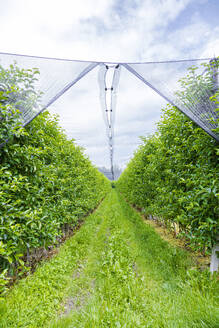 Grüne Apfelplantage in Reihen auf dem Bauernhof - FLMF00989