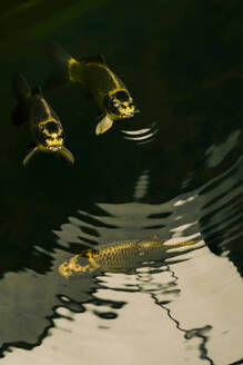 Golden fish swimming in water - NGF00796