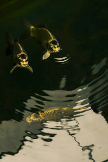 Goldener Fisch schwimmt im Wasser - NGF00796