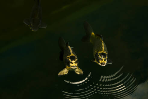 Goldener Fisch schwimmt im Teich - NGF00797