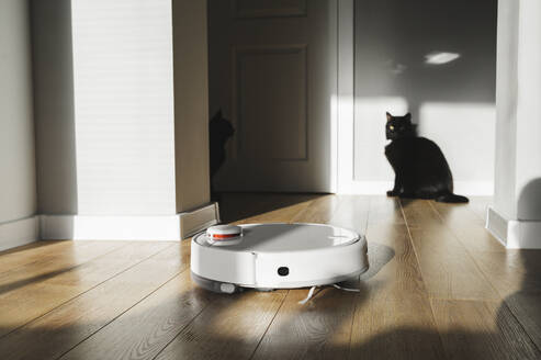 Robot vacuum and black cat on hardwood floor - ALKF00337