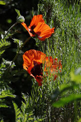 Two poppies blooming outdoors in spring - JTF02354