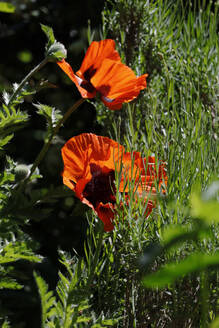 Zwei im Frühling blühende Mohnblumen im Freien - JTF02354