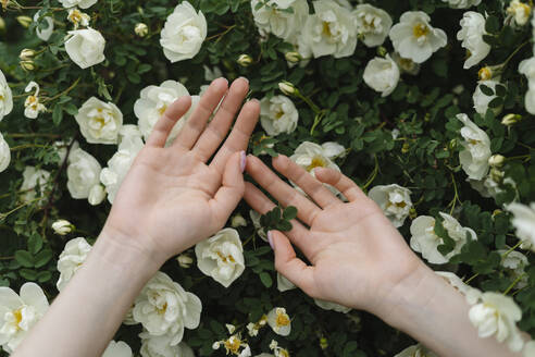 Hände einer Frau auf blühenden weißen Blumen auf einem Busch - SEAF01970