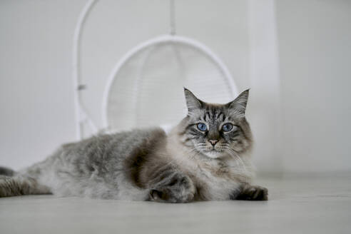 Katze sitzt auf dem Boden vor der Wand zu Hause - ANNF00335