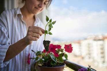 Frau pflanzt Basilikumsprossen auf dem Balkon - ANNF00348