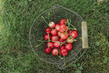 Basket of red cherries on grass in garden - OSF01725