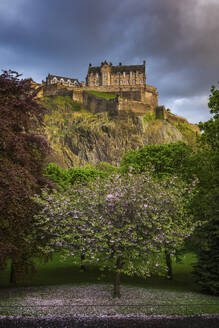 Großbritannien, Schottland, Edinburgh, Blühender Baum in den Princes Street Gardens mit Edinburgh Castle im Hintergrund - ABOF00919