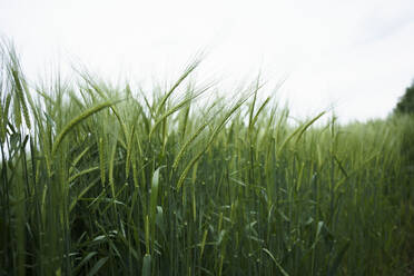 Gerstenernte auf einem Feld mit Himmel im Hintergrund - MDOF01371