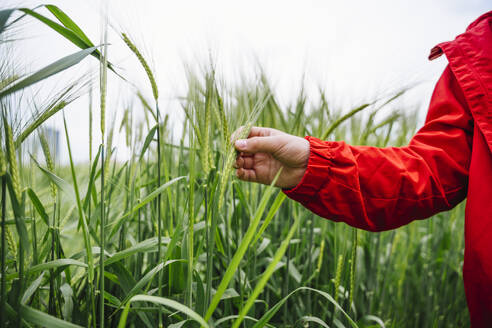 Cropped image of boy wearing red jacket touching barley crop on field - MDOF01373