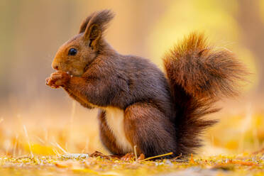 Adorable red squirrel sitting on dry grass and eating nut while looking away in autumn forest - ADSF44363