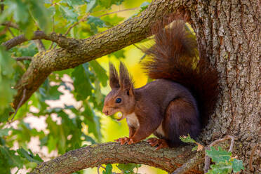 Adorable fluffy red squirrel with long tail sitting on tree branch with green nut while eating in autumn forest - ADSF44365