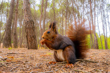 Adorable fluffy red squirrel sitting on dry grass and eating nut while looking away in autumn forest - ADSF44366