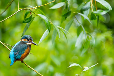 Adorable colorful bright kingfisher with blue feathers sitting on thin branch against green background in nature - ADSF44369