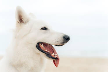 Adorable white fluffy Shepherd dog with tongue out standing along sandy beach during summer vacation in Vieux Boucau les Bains - ADSF44380