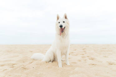 Adorable white fluffy Shepherd dog with tongue out standing along sandy beach during summer vacation in Vieux Boucau les Bains - ADSF44381