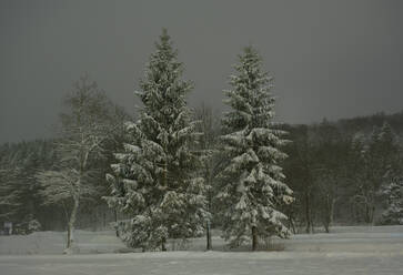 Trees in winter landscape at night - ISF26252