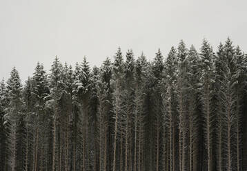 Trees in winter - ISF26256