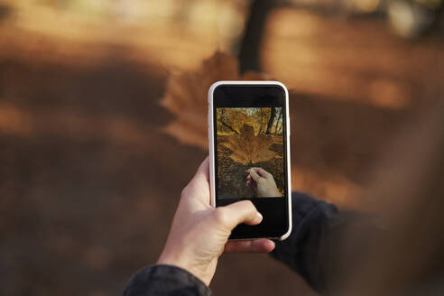 Frau fotografiert Ahornblatt mit Smartphone - ABIF02039