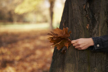 Cropped image of woman holding maple leaf by tree trunk at park - ABIF02040