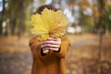 Woman holding maple leaf in front of face at autumn park - ABIF02046