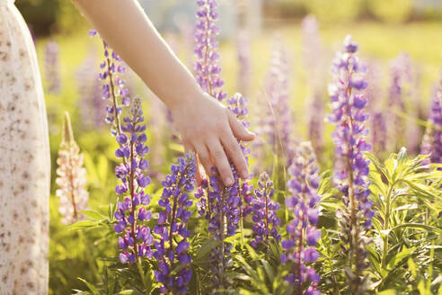 Hand of woman touching purple lupine flowers at field - ONAF00572