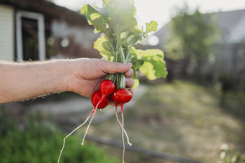 Hand of farmer holding bunch of radish in field - ANAF01561