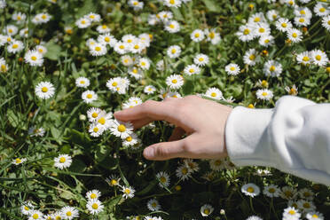 Close-up of girl touching daisy flowerbed on field - AAZF00760