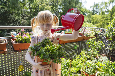 Blondes Mädchen bewässert Oregano-Pflanze auf dem Balkon - IHF01418