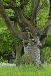 UK, England, Old beech trees in summer - RUEF04079