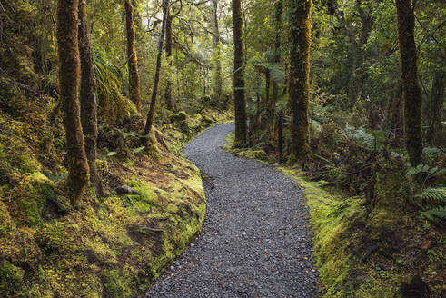 New Zealand, South Island New Zealand, Lake Matheson footpath stretching through rainforest - RUEF04080