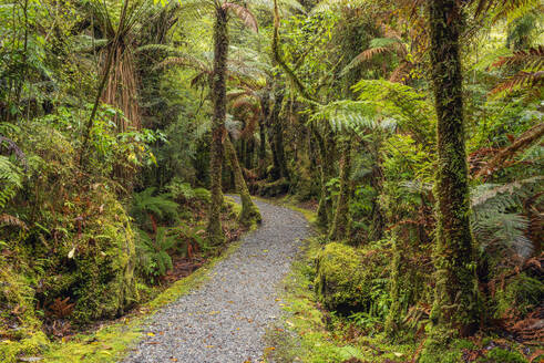Neuseeland, Südinsel Neuseeland, Fußweg durch grünen, üppigen Regenwald - RUEF04082