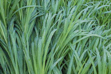 Green grass covered in morning dew - RUEF04083