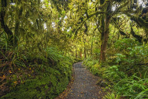 Neuseeland, Nordinsel Neuseeland, Wanderweg durch üppigen Regenwald im Egmont National Park - RUEF04097