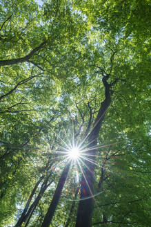 Die Sonne scheint durch das grüne Blätterdach einer Buche (Fagus sylvatica) - RUEF04103