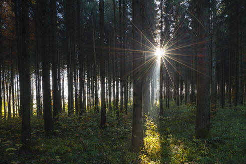 Die Sonne scheint durch die Zweige der Waldbäume - RUEF04114