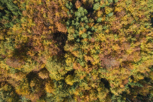 Deutschland, Baden-Württemberg, Luftaufnahme eines Herbstwaldes auf der Schwäbischen Alb - RUEF04117