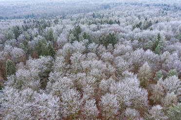 Germany, Bavaria, Aerial view of frosted forest in Steigerwald - RUEF04118