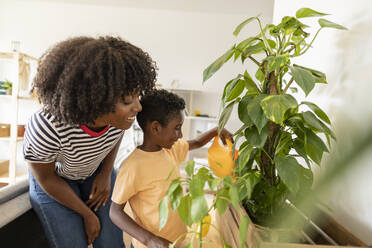 Happy young woman with boy watering plants at home - JCCMF10571