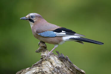 Porträt eines Eichelhähers (Garrulus glandarius), der auf einem Baumstumpf sitzt - MJOF01988