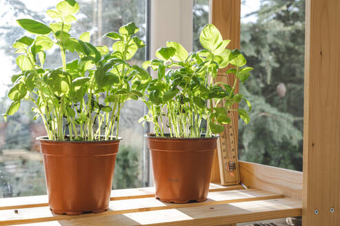 Töpfe mit Basilikumpflanzen auf einem Regal am Fenster - ALKF00345