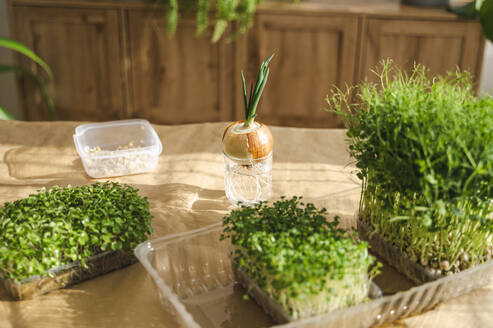 Variety of microgreens on table at sunny day - ALKF00346