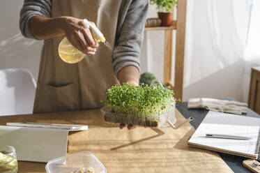 Woman spraying water on microgreens at home - ALKF00357