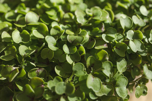 Fresh green leaves of microgreens - ALKF00361