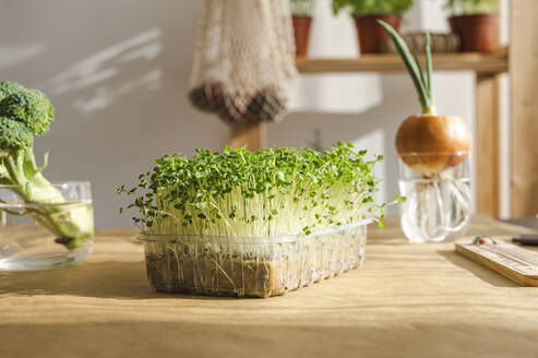 Fresh microgreens in container on table at home - ALKF00366