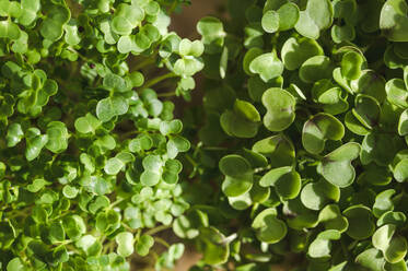 Frische Blätter von Microgreens an einem sonnigen Tag - ALKF00371